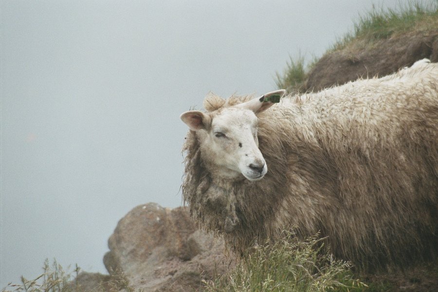 2003060819 runde mist schaap